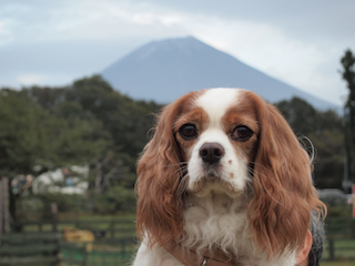 富士山とコリン.jpg