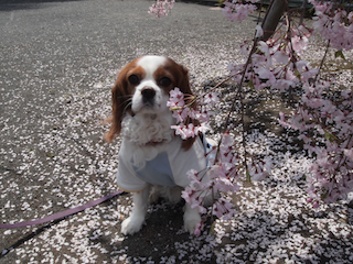 桜の絨毯.jpg