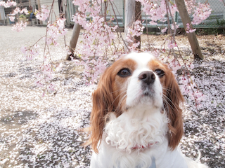 桜の絨毯２.jpg